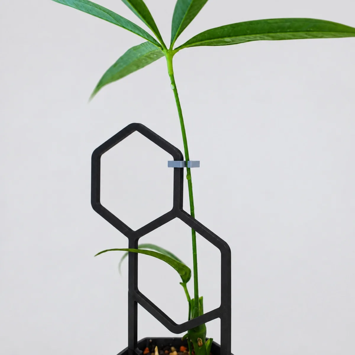 鉢のふち寄りに挿した "2つの六角形" 樹脂版に、茎の太い部分を沿わせて留めている