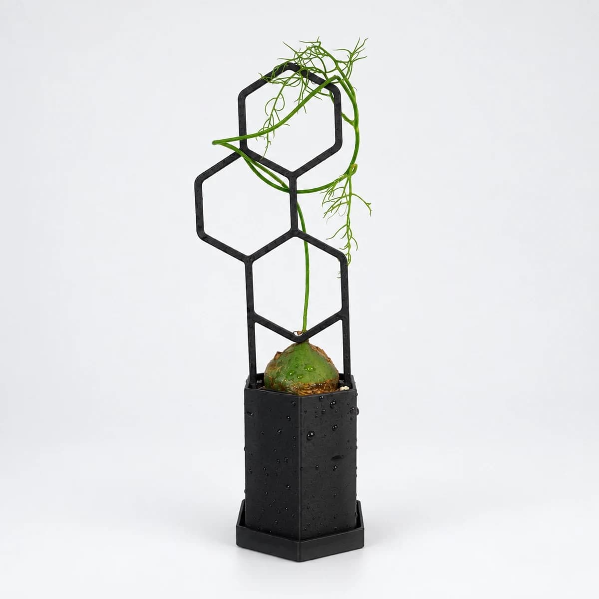 PLANTS POLE 六角鉢セット "3つの六角形"（鉢・受け皿・支柱の3点）（ブラック）