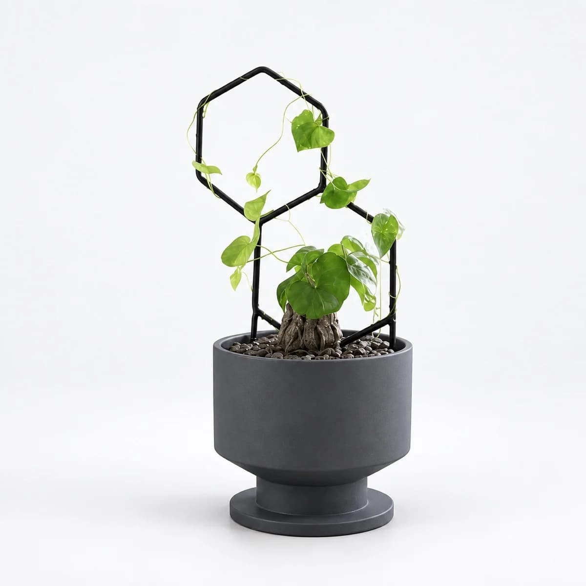 PLANTS POLE "2つの六角形" - 蔓性植物をインテリアに馴染むように飾る支柱 -
