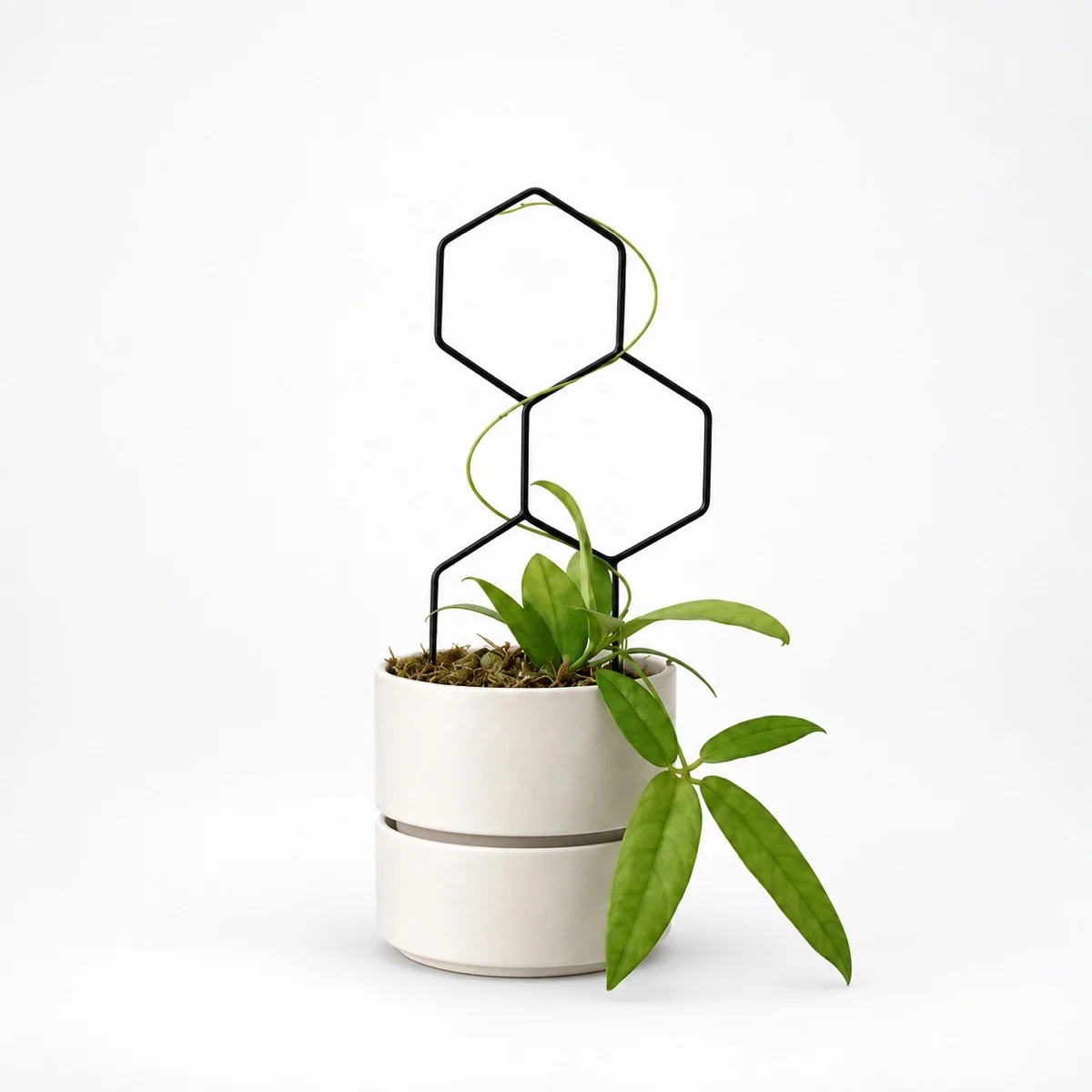 PLANTS POLE "3つの六角形" - 蔓性植物をインテリアに馴染むように飾る支柱 -