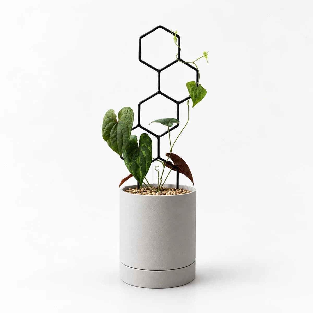 PLANTS POLE "5つの六角形" - 蔓性植物をインテリアに馴染むように飾る支柱 -