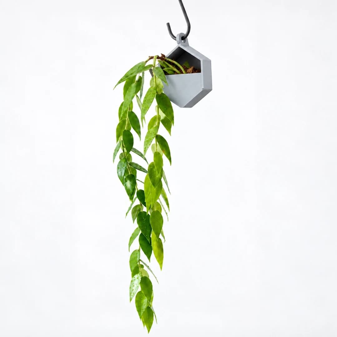 PLANTS POLE 六角形ハンギング鉢 - S字フックで吊るす着生植物用ポケット 3Dプリント -