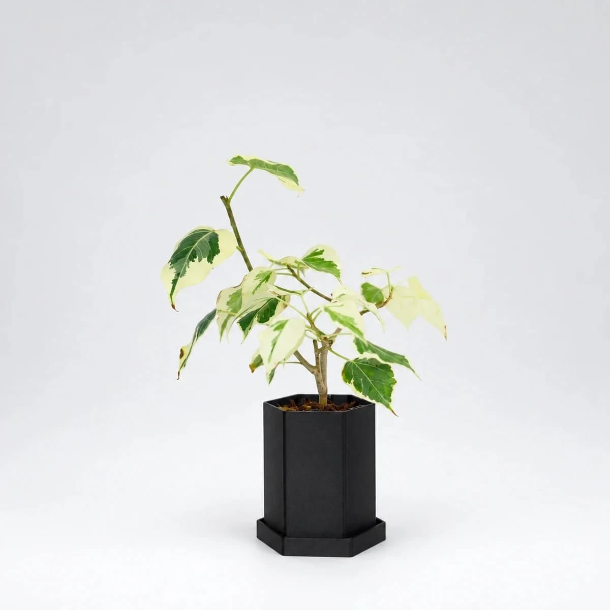 PLANTS POLE 六角鉢+受け皿 - 支柱の差込口付き3Dプリント鉢 -
