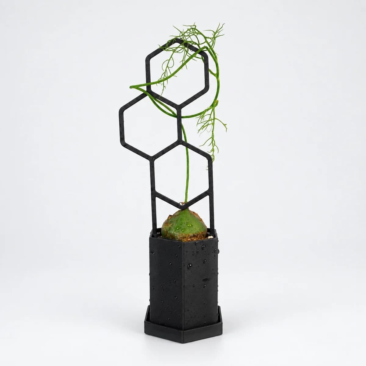 PLANTS POLE 六角鉢セット "3つの六角形"(鉢・受け皿・支柱の3点)