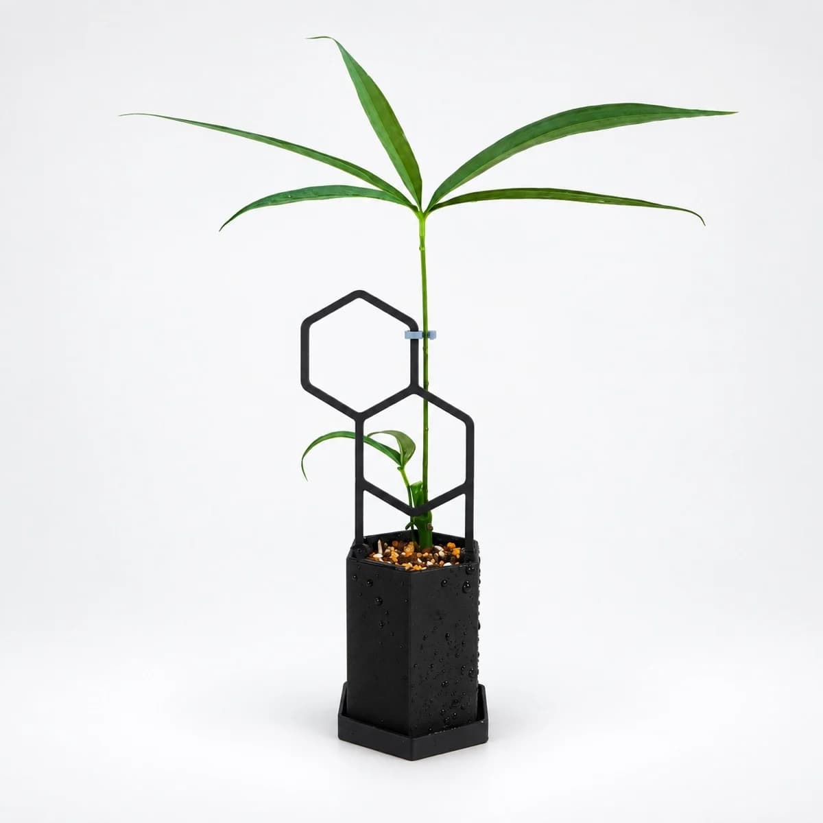 PLANTS POLE "2つの六角形" 樹脂版 - 軽くて色が選べる3Dプリント支柱 -