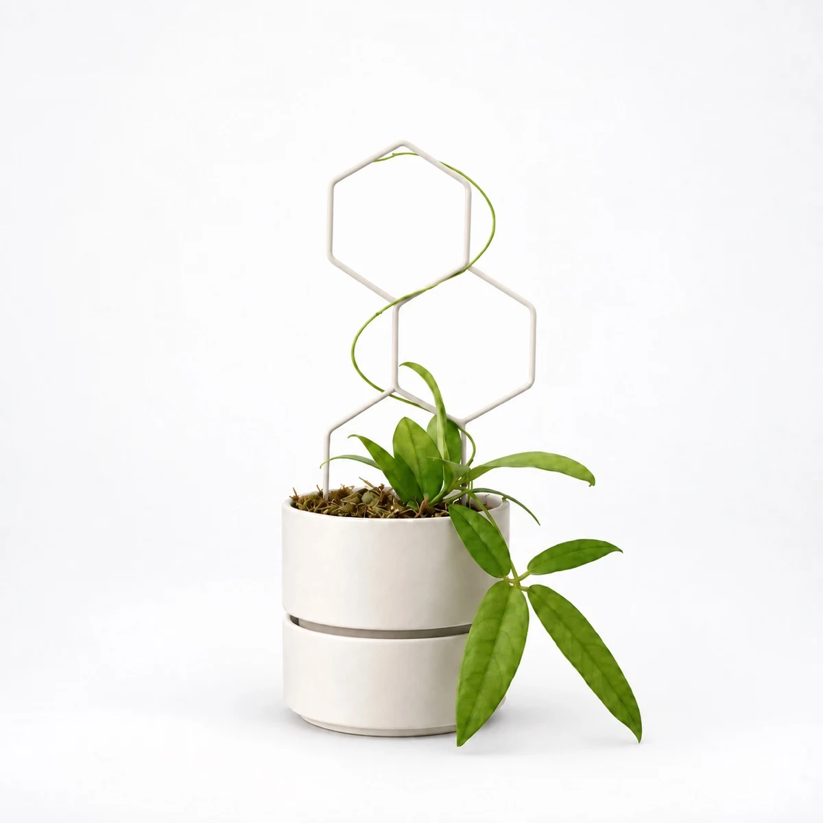 PLANTS POLE 