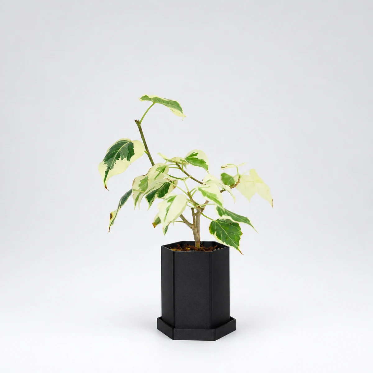 PLANTS POLE 
