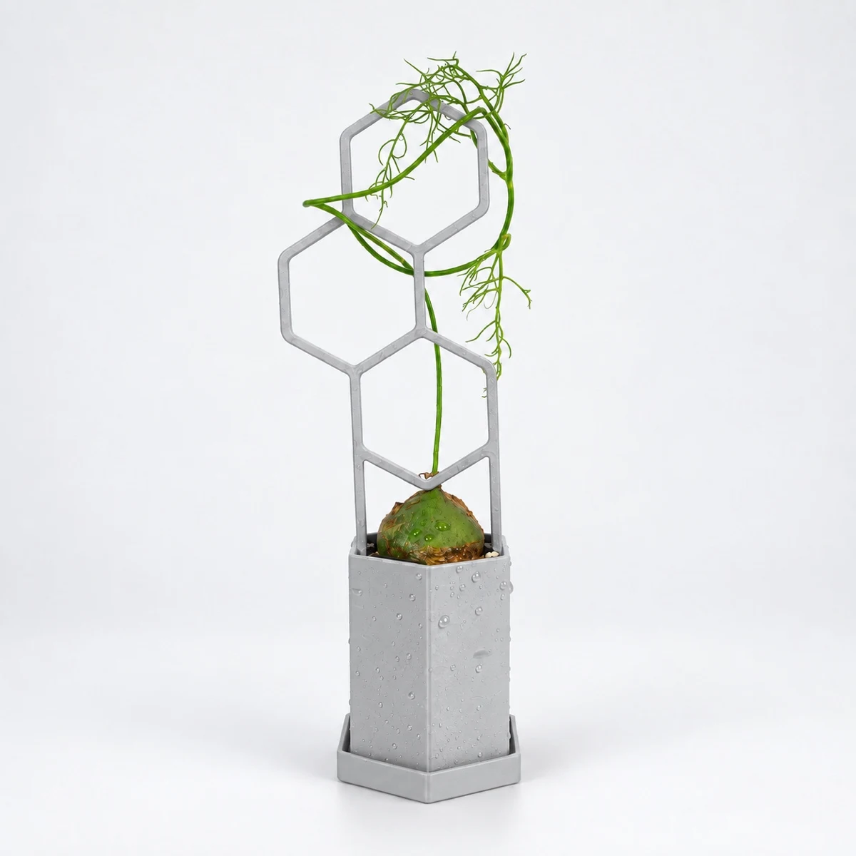 盆栽鉢　六角 PLANTS POLE 六角鉢セット 