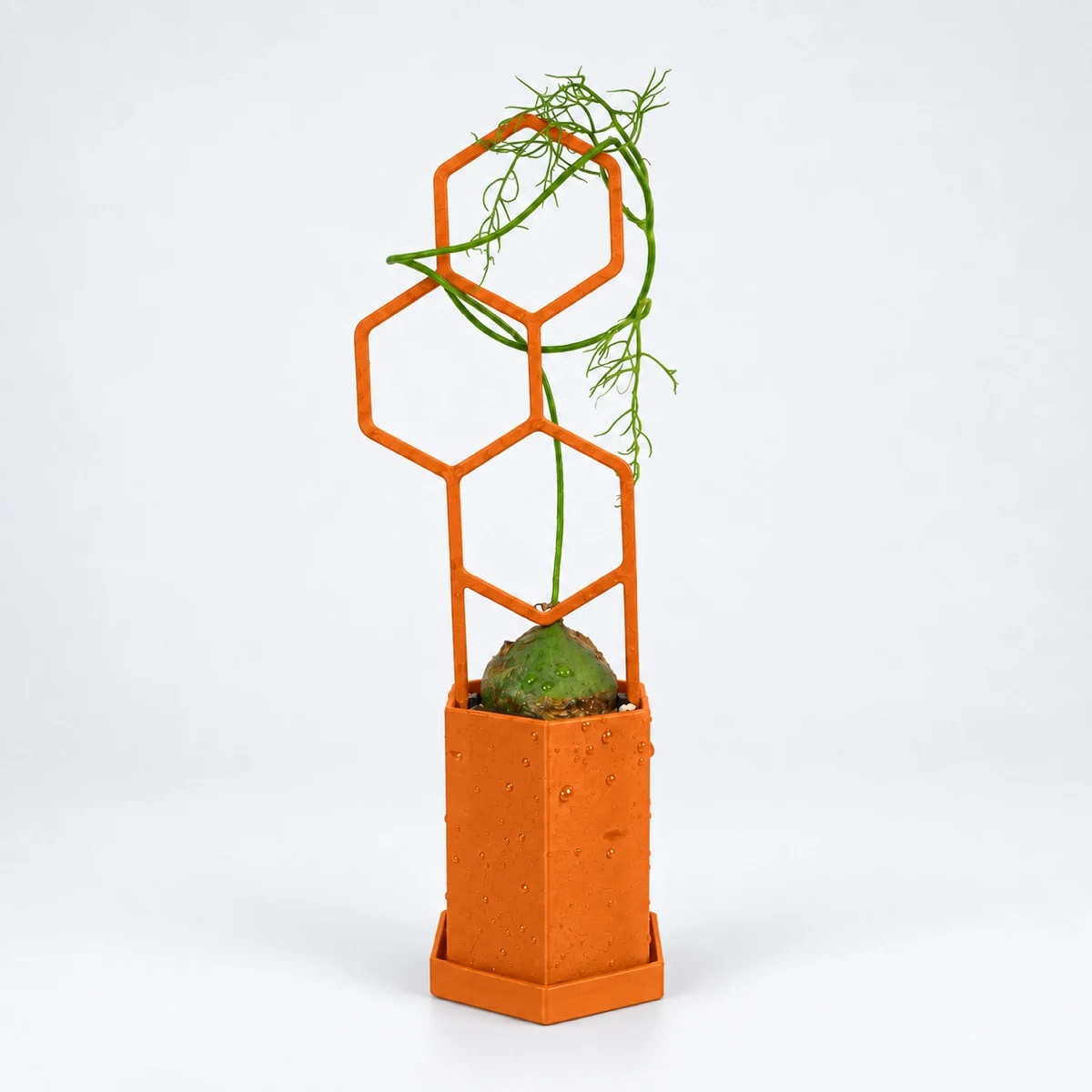 PLANTS POLE 六角鉢セット 